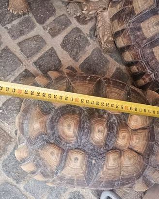 Sulcata Africane Adulte