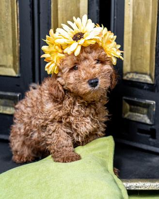 Vendita cucciola barboncino