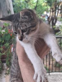 Gattini svezzati neonati