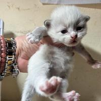 Gattino siberiano