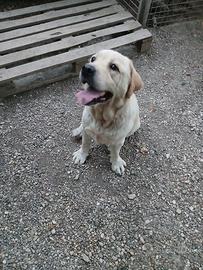Labrador femmina