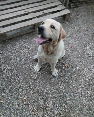 Labrador femmina