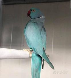 Coppia parrocchetto dal collare Celeste riprodutiv