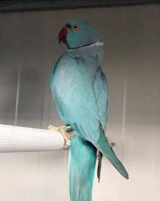 Coppia parrocchetto dal collare Celeste riprodutiv