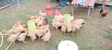 Galline