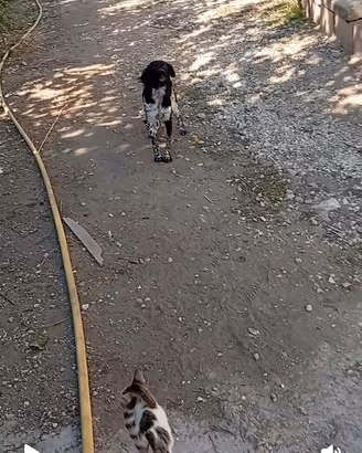 cuccioli di Breton maschi