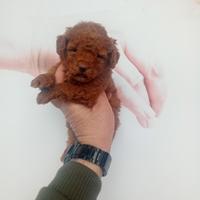 Barboncino toy femmina Red Brown