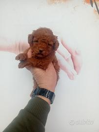 Barboncino toy femmina Red Brown