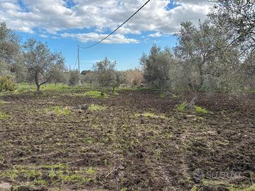 Terreno uliveto