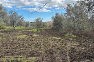 Terreno uliveto