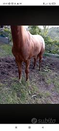 Stallone Appaloosa,cavallo