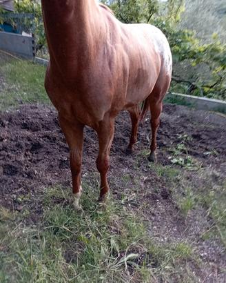 Stallone Appaloosa,cavallo
