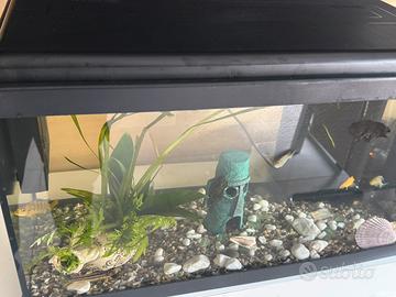 Acquario 60 LT