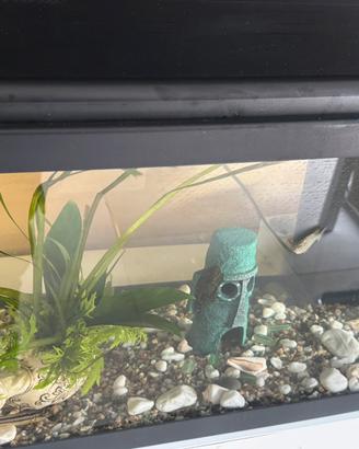 Acquario 60 LT