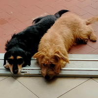 Coppia cagnolini M/F