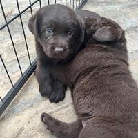 Cuccioli di Labrador