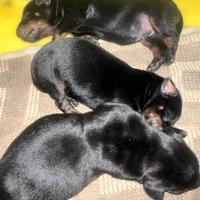 Cuccioli dobermann