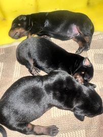 Cuccioli dobermann