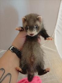 Furetto