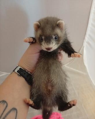 Furetto
