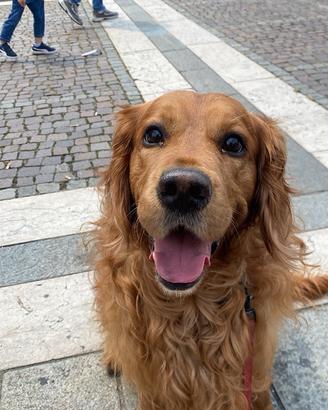 Golden retriever americano scuro 3anni