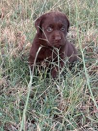Cucciole Labrador