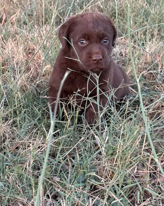 Cucciole Labrador