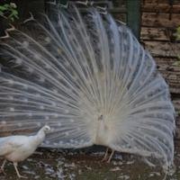 Pavone bianco: adulto