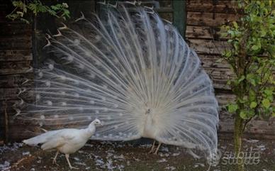 Pavone bianco: adulto