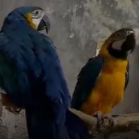 Coppia riproduttiva ara