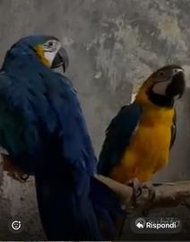 Coppia riproduttiva ara