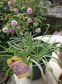 piante da giardino varie