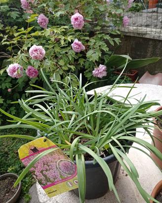 piante da giardino varie
