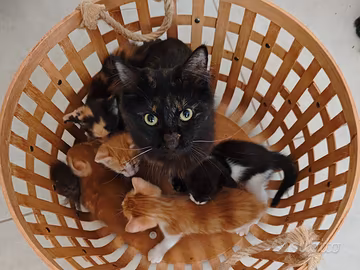 Gattini