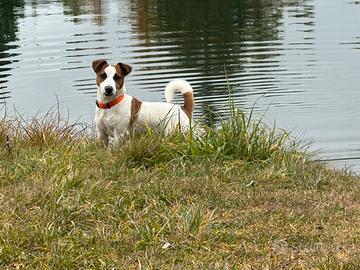 Jack Russell Terrier