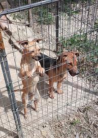 Cani di piccola taglia
