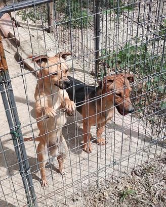 Cani di piccola taglia