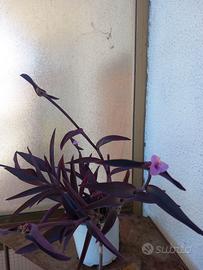 Tradescantia