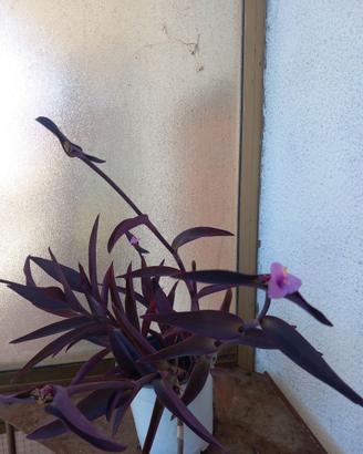 Tradescantia