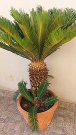 Pianta cycas
