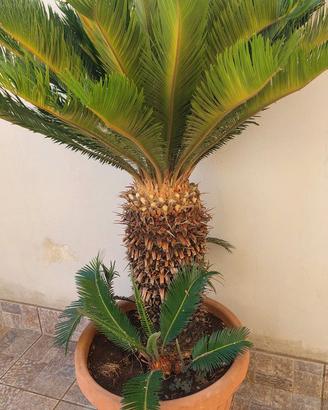 Pianta cycas