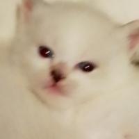 Cuccioli di Siberiano