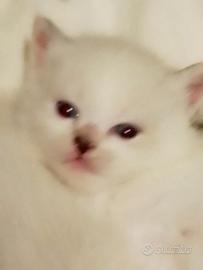 Cuccioli di Siberiano