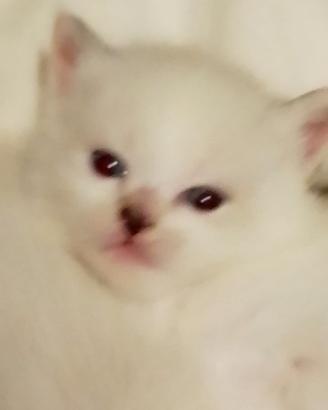 Cuccioli di Siberiano