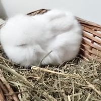 Mini Lop