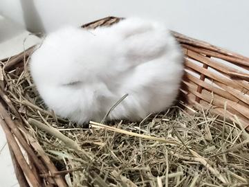 Mini Lop