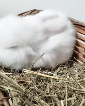 Mini Lop