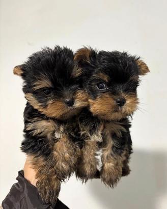 Yorkshire toy maschio