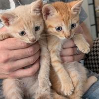 Gattino cucciolo rosso arancione