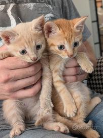 Gattino cucciolo rosso arancione